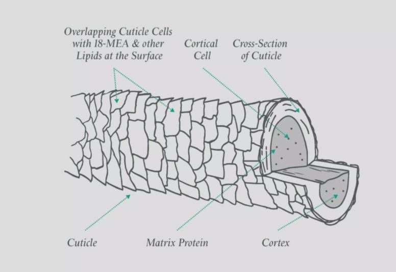 cuticle