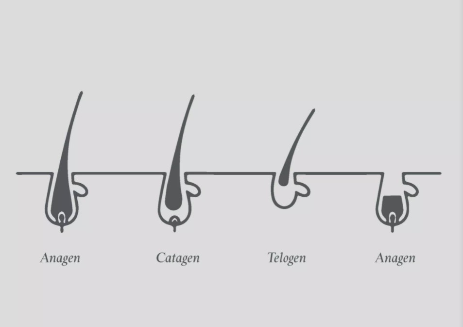 Telogen Effluvium - Hair Guide Telogen Effluvium - Hair Guide