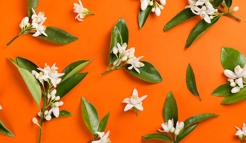 Mayan Vanilla & Orange Blossom Elasticizer Therapies