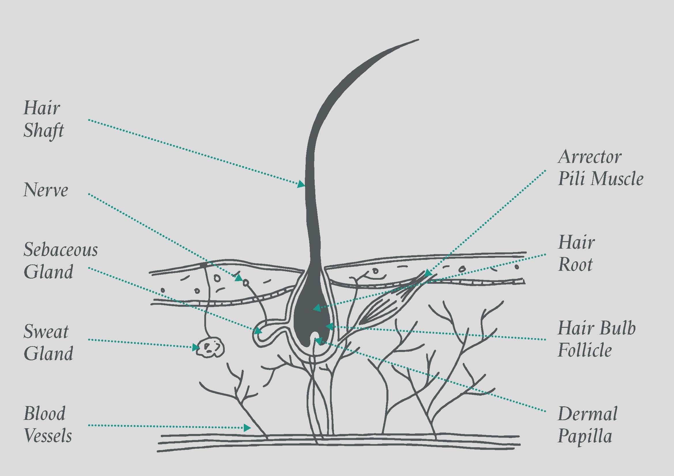 The Hair Structure